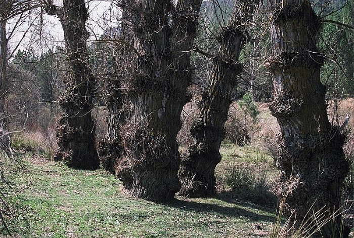Populus nigra subsp. nigra (4)
